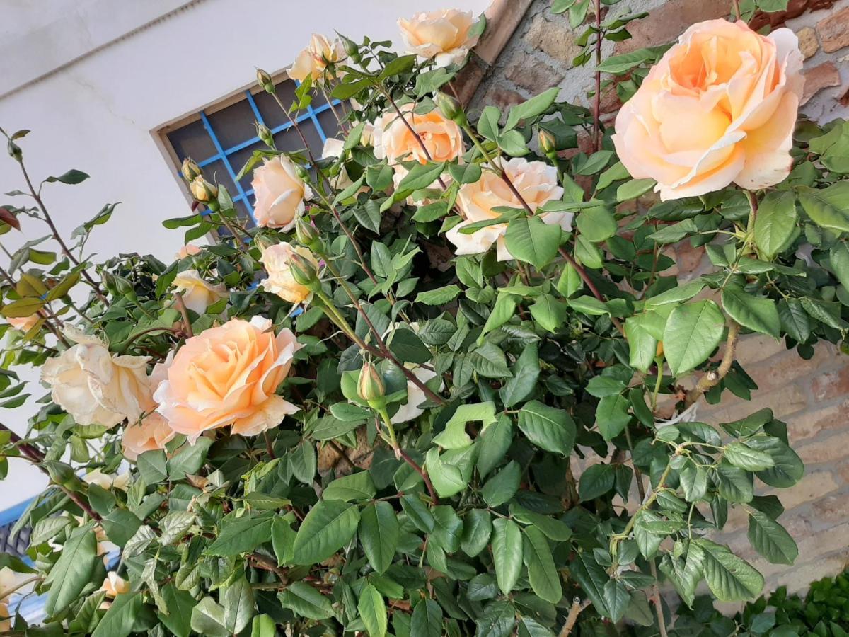 B&B La Casa In Campagna Collecorvino エクステリア 写真