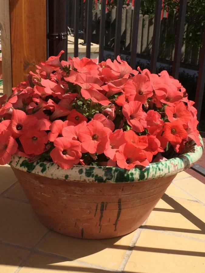 B&B La Casa In Campagna Collecorvino エクステリア 写真